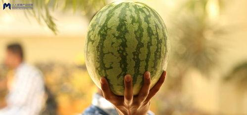 娱乐圈吃瓜用什么看,揭秘明星动态，轻松掌握娱乐热点