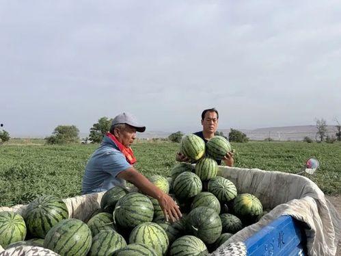 娱乐718吃瓜王大炮